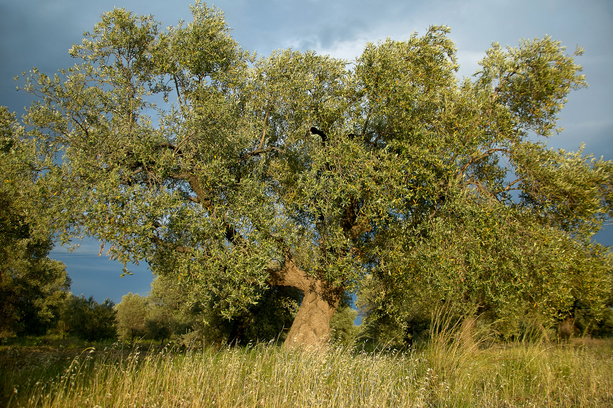 alter Olivenbaum